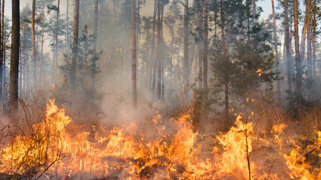 trees on fire forest fire