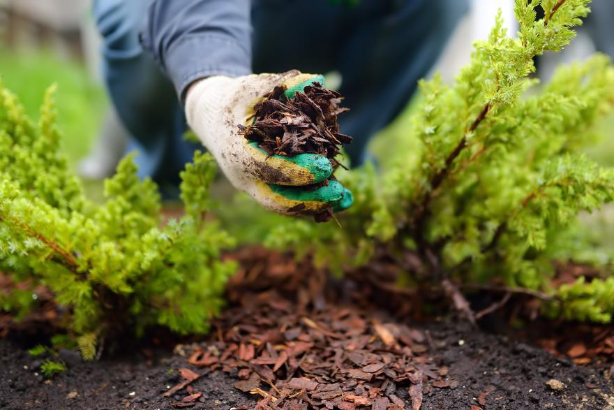Gardener with handful of mulch laying it down between two bushes